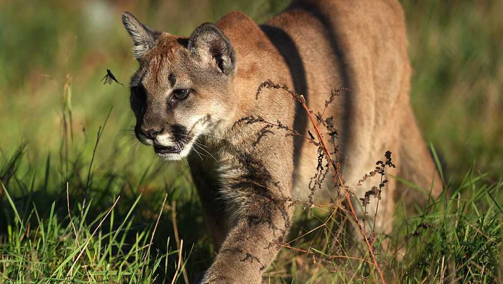 Possible mountain lion sightings reported in Miami County, Kansas