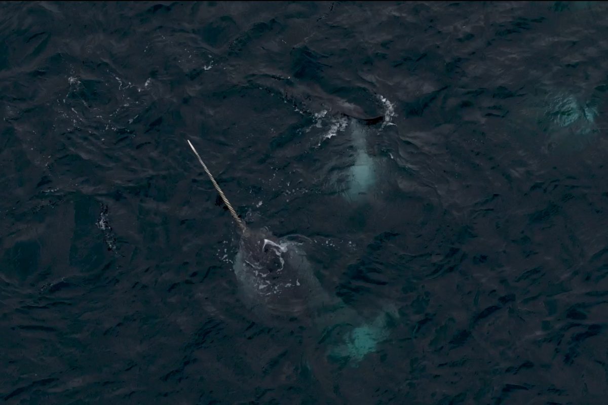 Narwhal