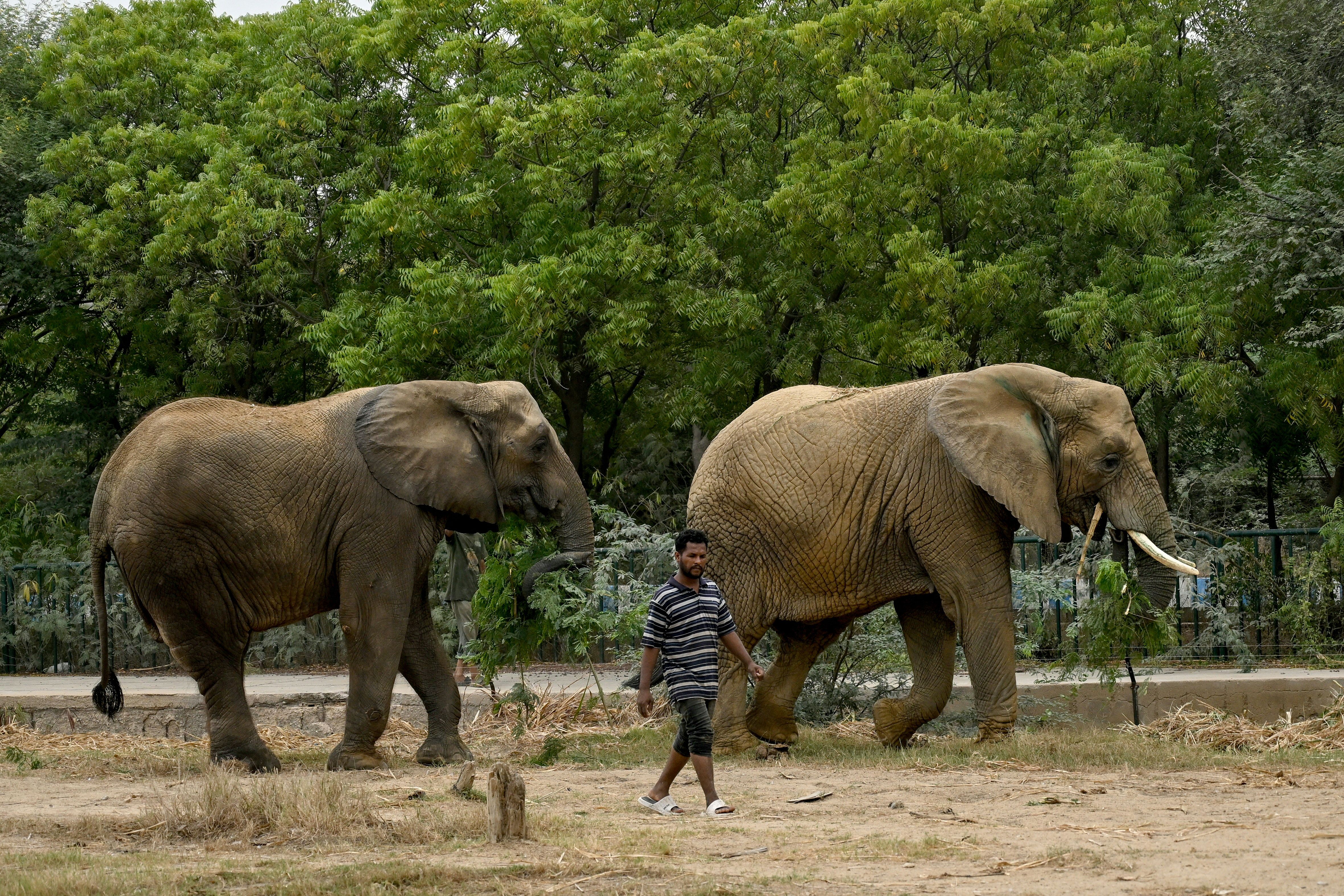 African elephants Madhubala (L) and Malika roam with a caretaker inside the premises of Safari Park in Karachi on October 9, 2026. (Photo by Rizwan Tabassum/AFP]