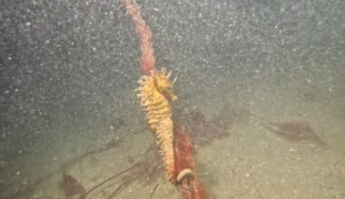 Night divers in Cork make rare sighting of long-snouted seahorse – The Irish Times