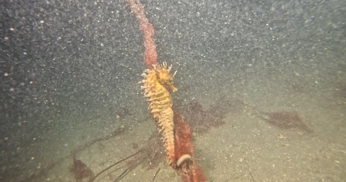 Night divers in Cork make rare sighting of long-snouted seahorse – The Irish Times