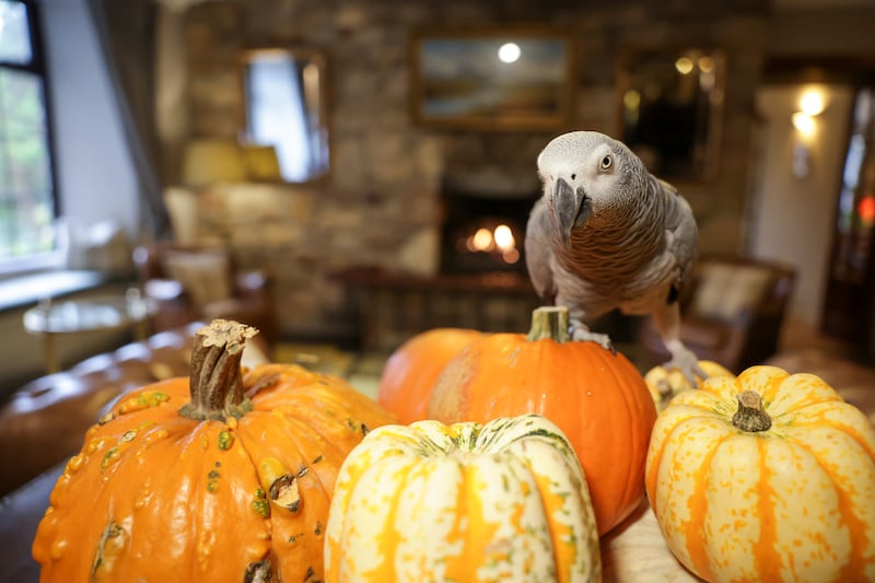 Froda the parrot keeps a watchful eye over guests in the lobby of Abbeyglen Castle Hotel. Photograph: Enda O'Dowd