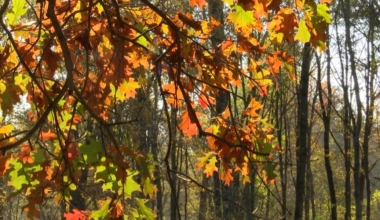 Metroparks nature photographer shares fall photo tips at Oak Openings