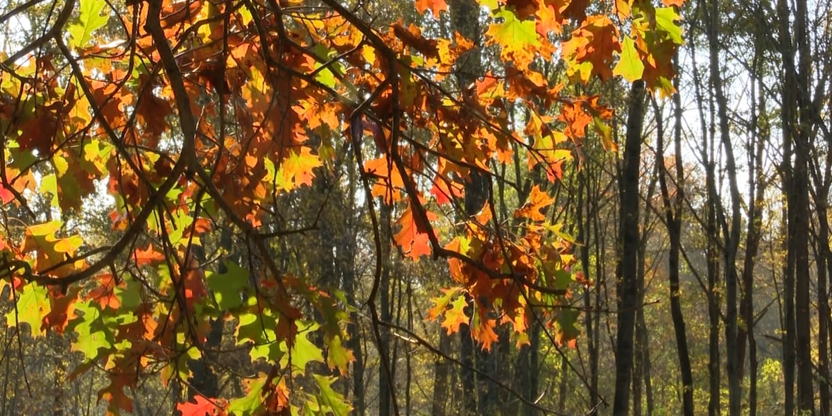 Metroparks nature photographer shares fall photo tips at Oak Openings