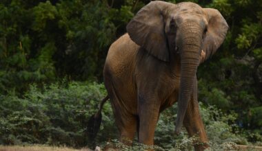 Keeping Madhubala alive: The fight for Karachi’s captive elephants | Wildlife