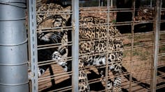 A leopard in a big **(REMOVE 'big')** cage pawing at the sides.