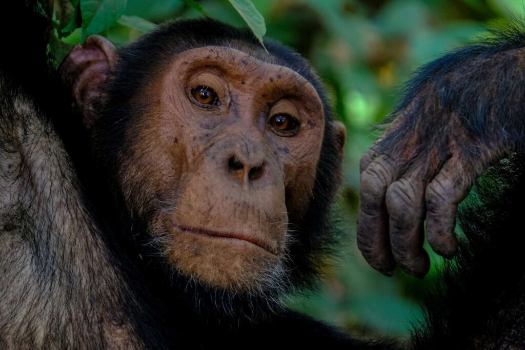 AI Image of a Chimpanzee