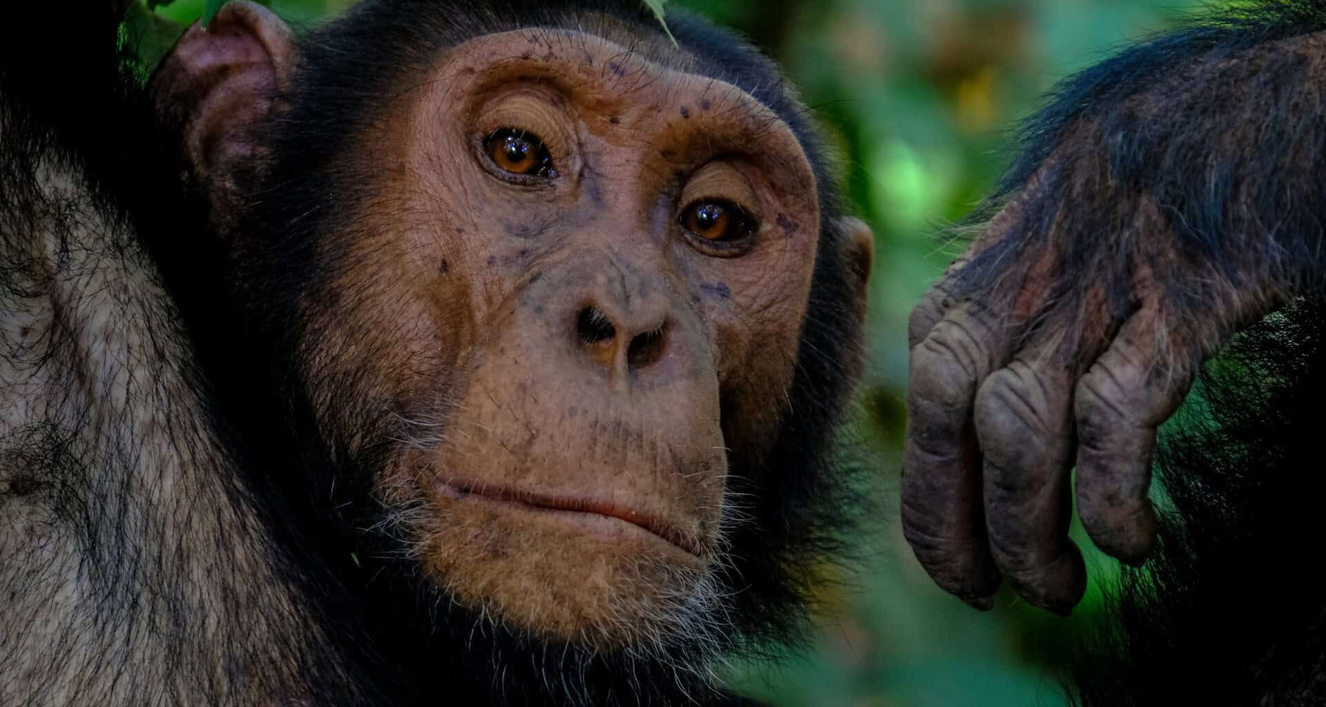 An Ancient Virus Left Its Mark on Chimpanzee DNA Even After Millions of Years and May Have Helped Shape Human Brain Evolution