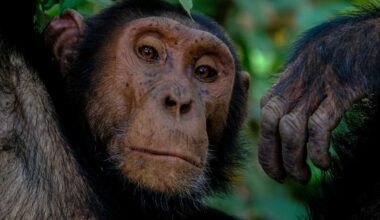 An Ancient Virus Left Its Mark on Chimpanzee DNA Even After Millions of Years and May Have Helped Shape Human Brain Evolution