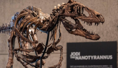 Rare nanotyrannus skeleton ‘Jodi’ sells for $47.3m after 12-minute bidding battle