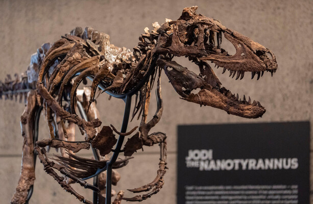 Rare nanotyrannus skeleton ‘Jodi’ sells for $47.3m after 12-minute bidding battle
