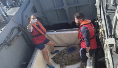 Kerry’s 257lb turtle returns to the wild after 22 years in rehab