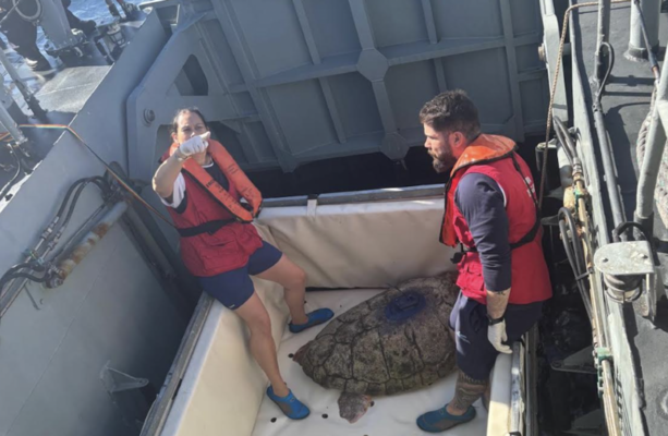 Kerry’s 257lb turtle returns to the wild after 22 years in rehab