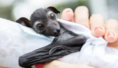 Mother Bats Drop Their Pups to Survive. Enter the Bat Bassinet.