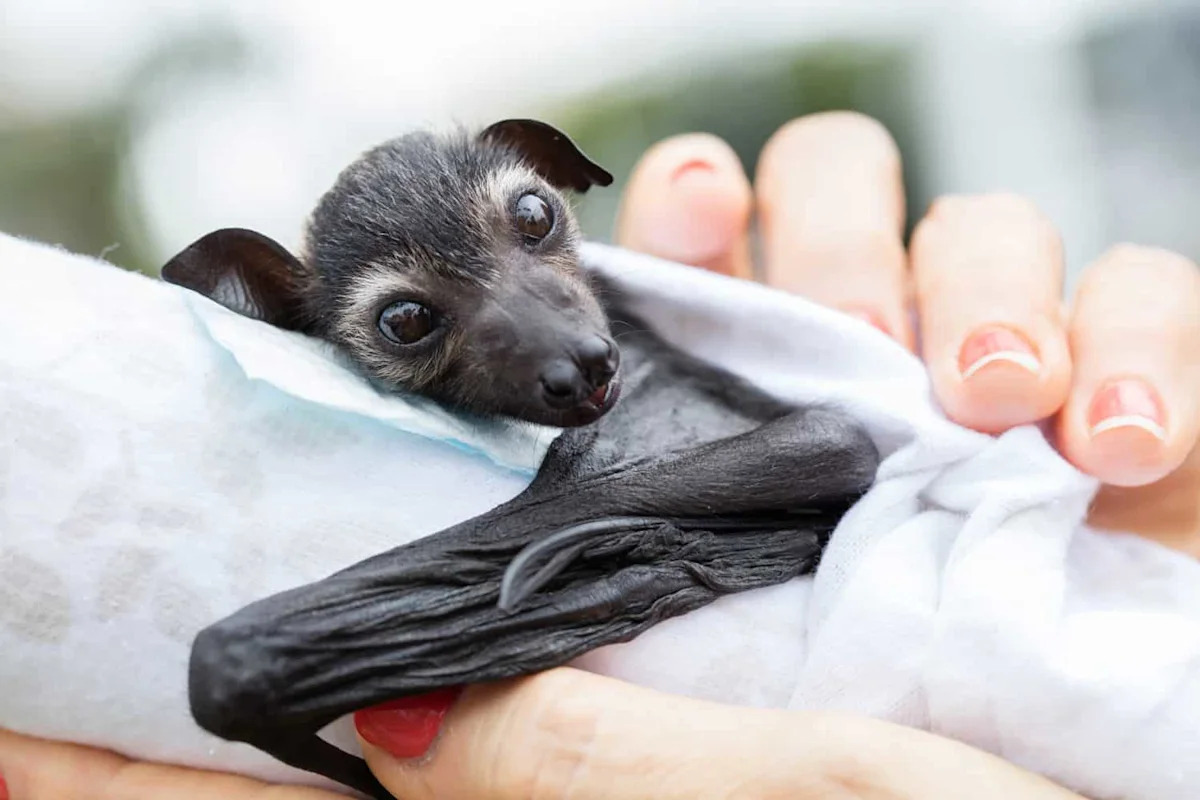 Mother Bats Drop Their Pups to Survive. Enter the Bat Bassinet.