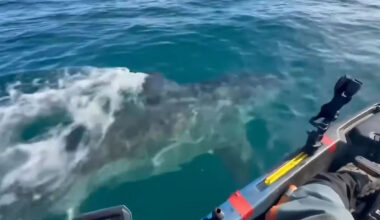 California Fisherman Survives Close Encounter with 12-Foot Great White Shark Lurking Inches from His Kayak