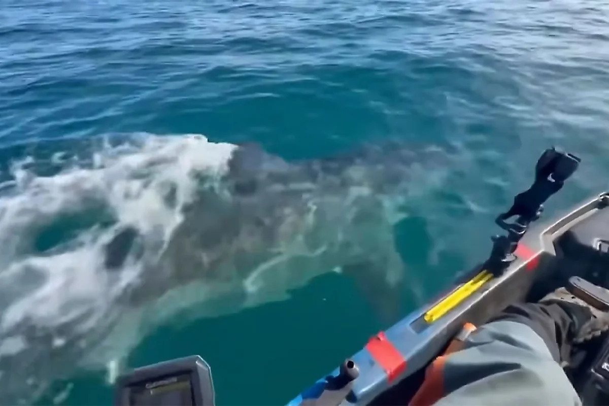 California Fisherman Survives Close Encounter with 12-Foot Great White Shark Lurking Inches from His Kayak
