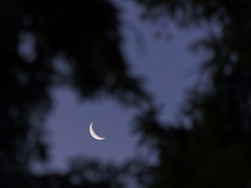 View up through tree branches at crescent moon and point of light for Jupiter.