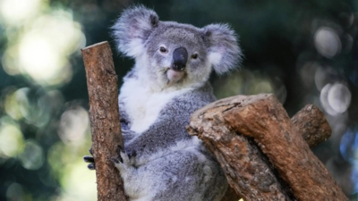 Australia approves world-first vaccine to save koalas from chlamydia