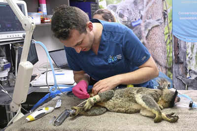 <p>A Koala is seen being treated for chlamydia by senior Veterinarian Dr Julian Grosmaire at the Endeavour Veterinary Ecology at Toorbul, north of Brisbane, Australia, Tuesday, Sept. 9, 2025. (Darren England/AAP Image via AP)</p> Australia approves world-first vaccine to save koalas from chlamydia