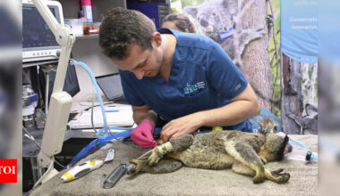 Australia approves world-first vaccine to save koalas from chlamydia