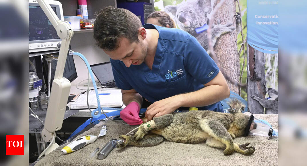 Australia approves world-first vaccine to save koalas from chlamydia