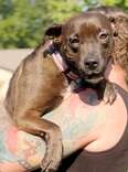 Foster Dog 'Too Scared To Walk' Meets A Family Who Changes Her World
