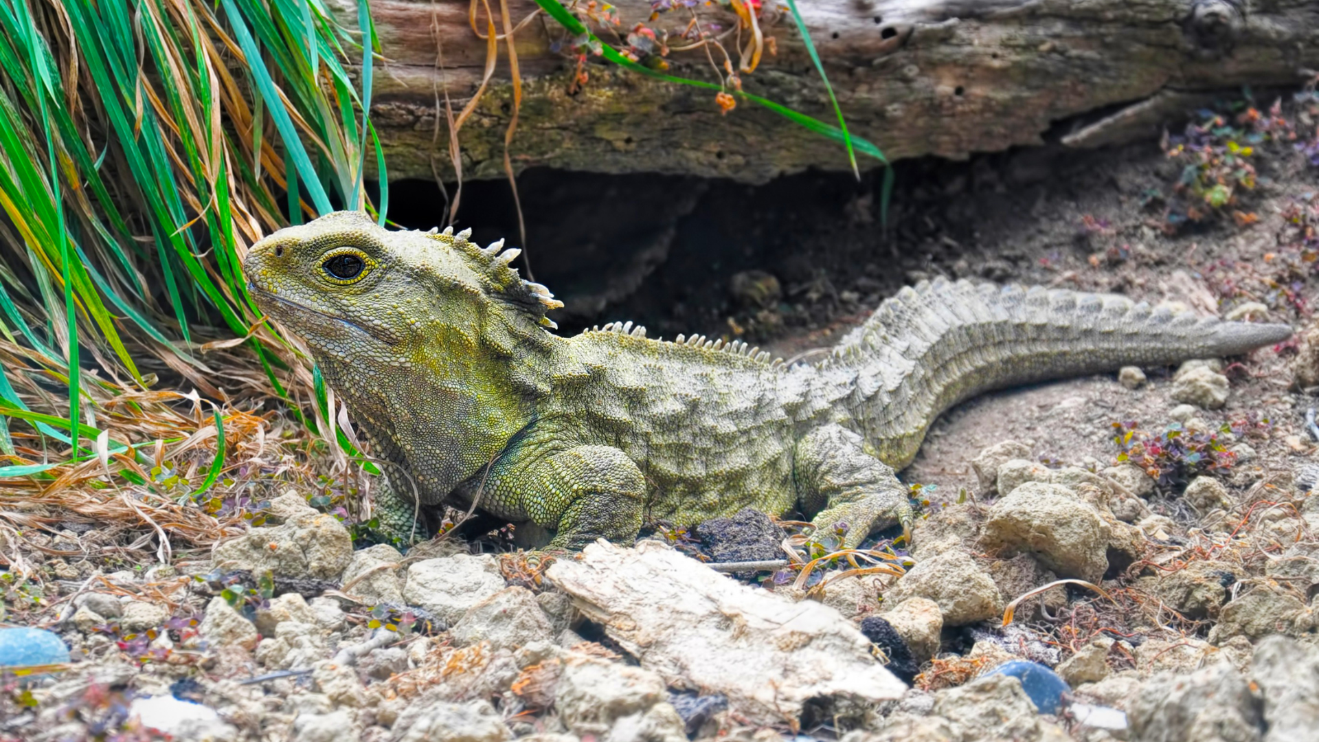 Tuatara