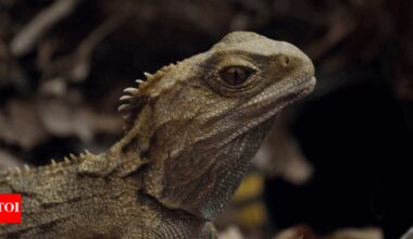 Dianosaur, snake or lizard? 242-million-year-old reptile discovered with bizarre teeth and skull |