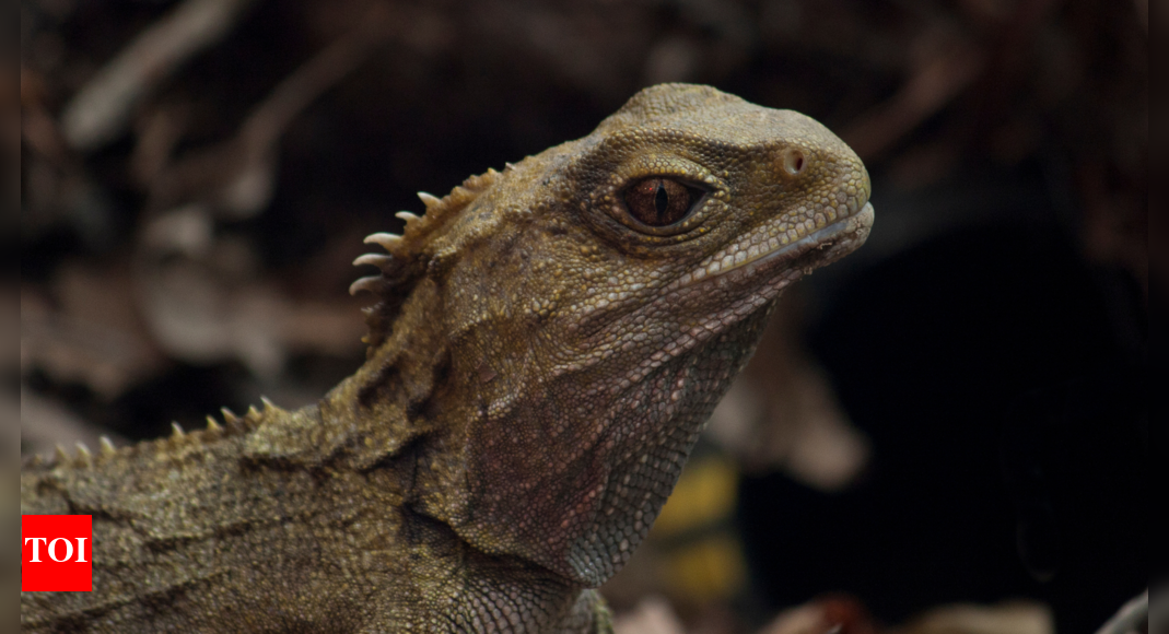 Dianosaur, snake or lizard? 242-million-year-old reptile discovered with bizarre teeth and skull |