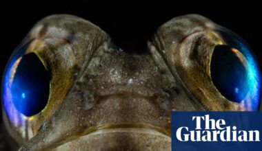 Ocean Photographer of the Year 2025 – in pictures | Art and design