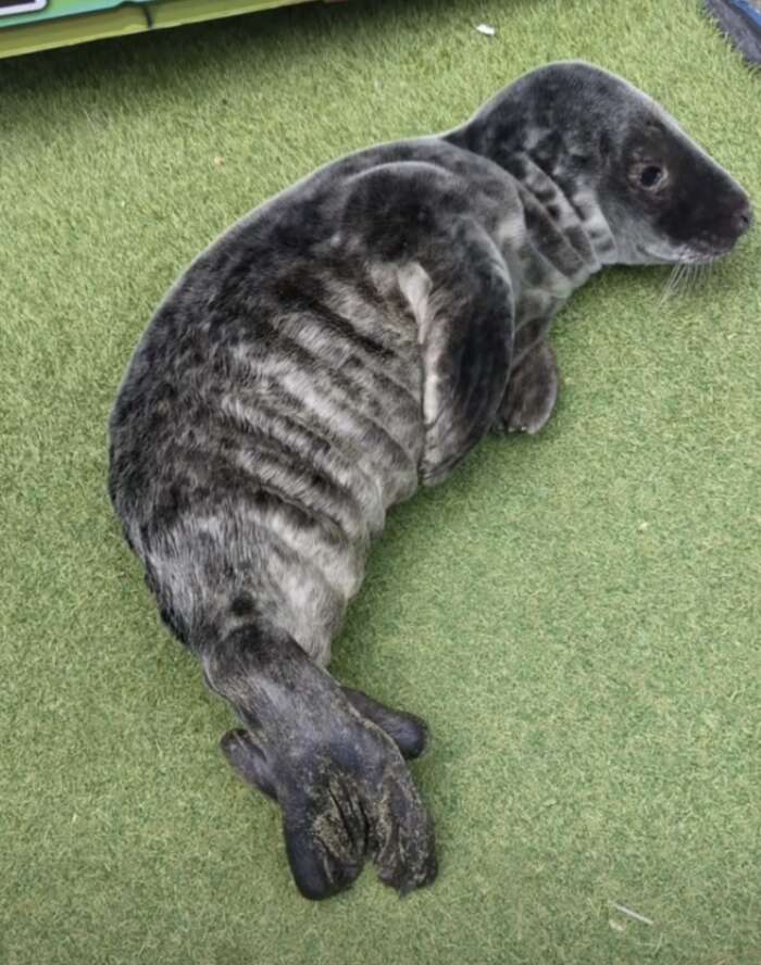 baby seal 