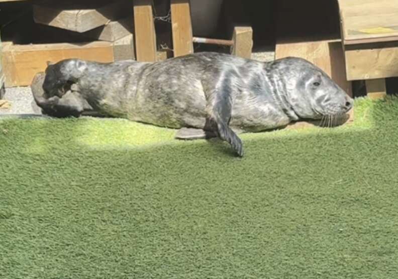 seal sleeping 