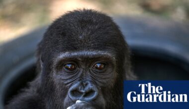 Week in wildlife: a flying teddy, a fishy shipwreck and a globe-trotting sea slug | Environment