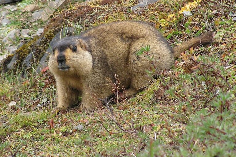 A Himalayan marmot. Image courtesy of Christopher J. Fynn / Wikimedia Commons / CC BY-SA 3.0 & GFDL.