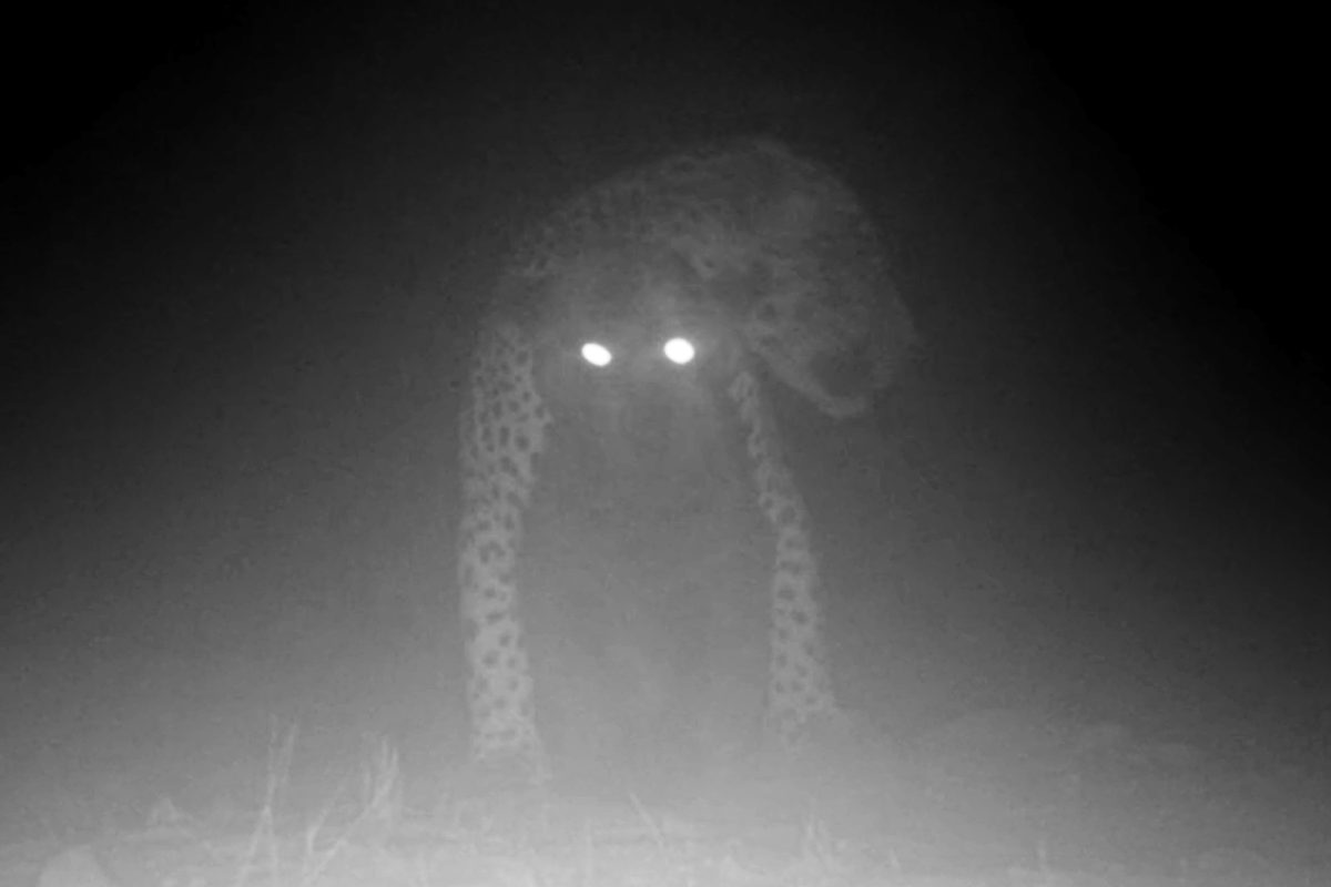 Camera trap hidden deep in Amazon Rainforest captures elusive predators doing something never filmed before