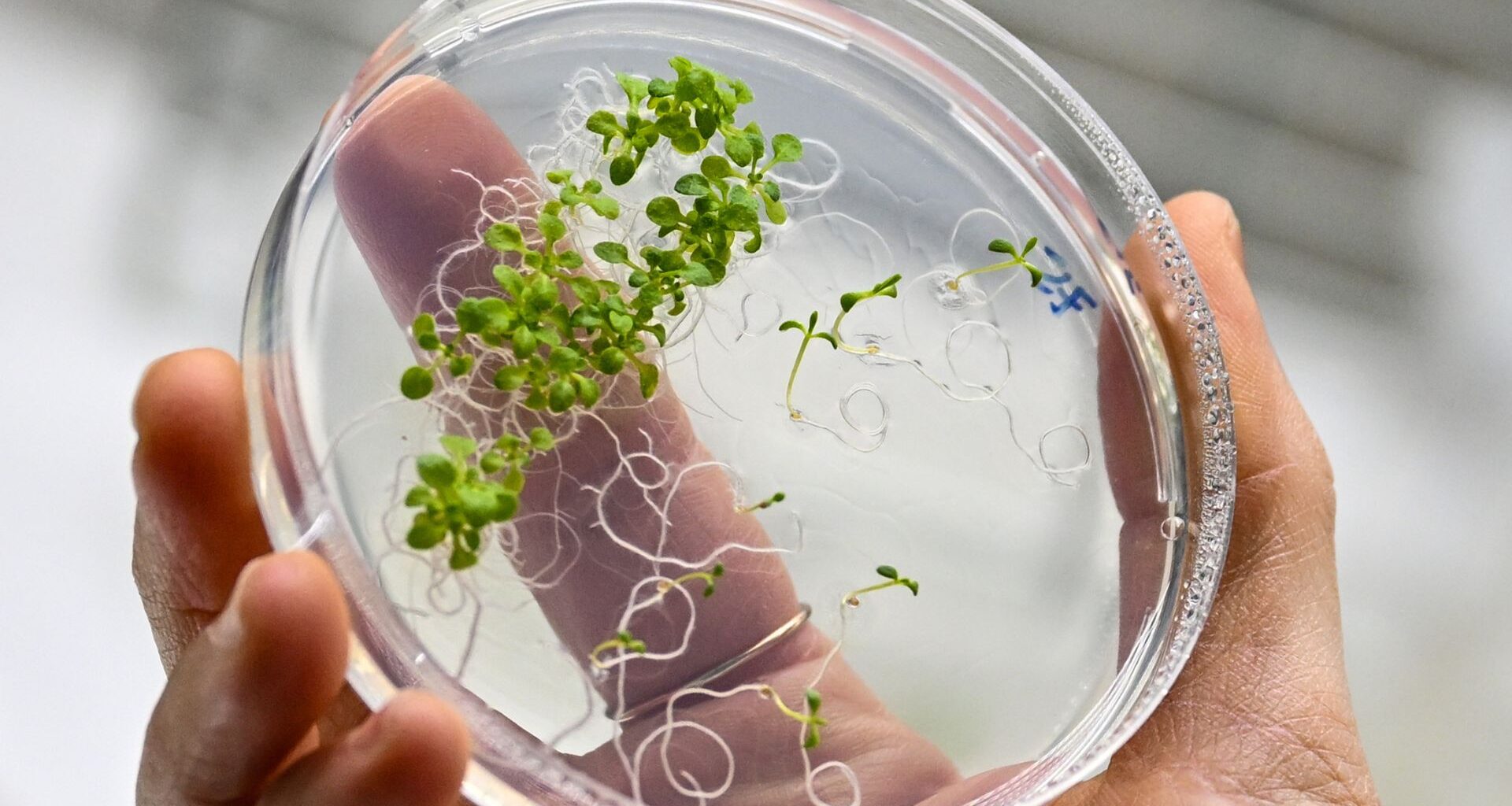 The Floating Solar Islands of the Maldives