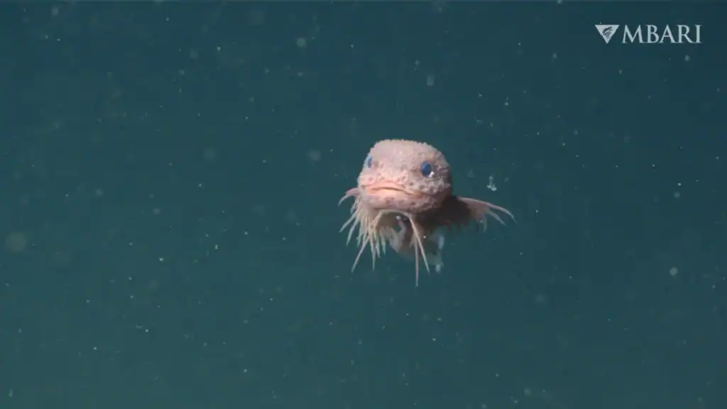 The bumpy snailfish (Careproctus colliculi) is one of three new deep-sea species described
