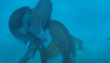Footage of the shark threesome in question