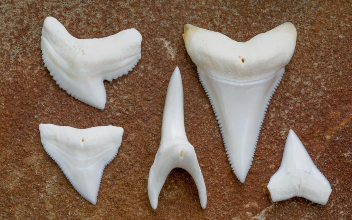 Modern Shark Teeth