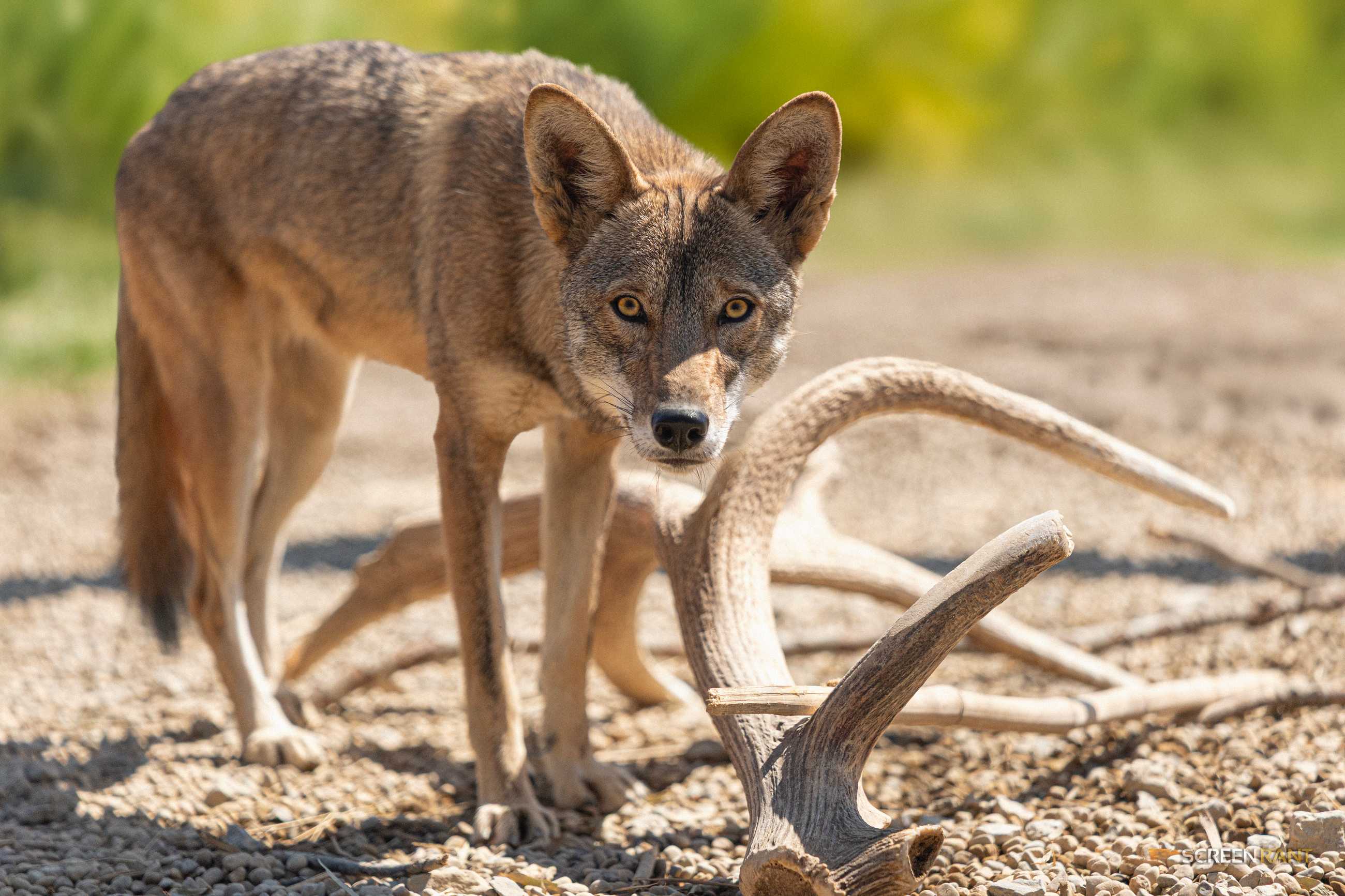Neka Kayda Red Wolf Clone 1 Year ScreenRant Exclusive 3