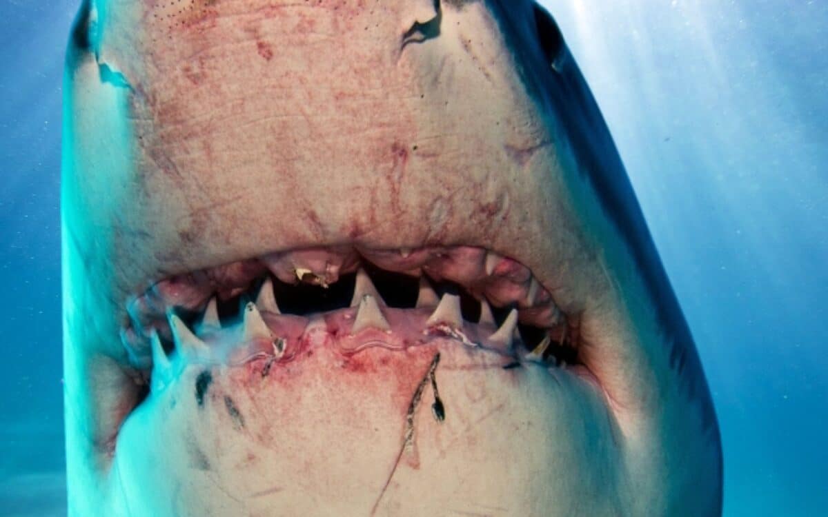 Teeth Of A White Shark