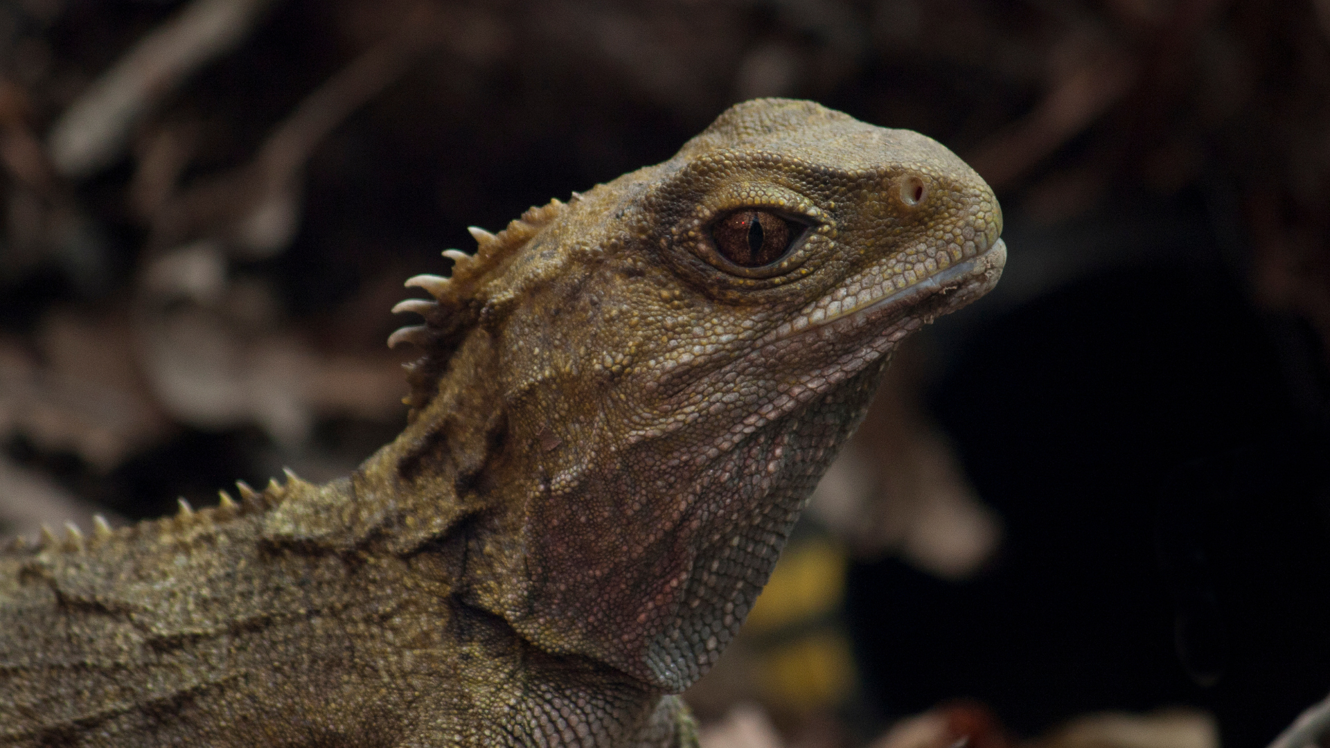 Tuatara