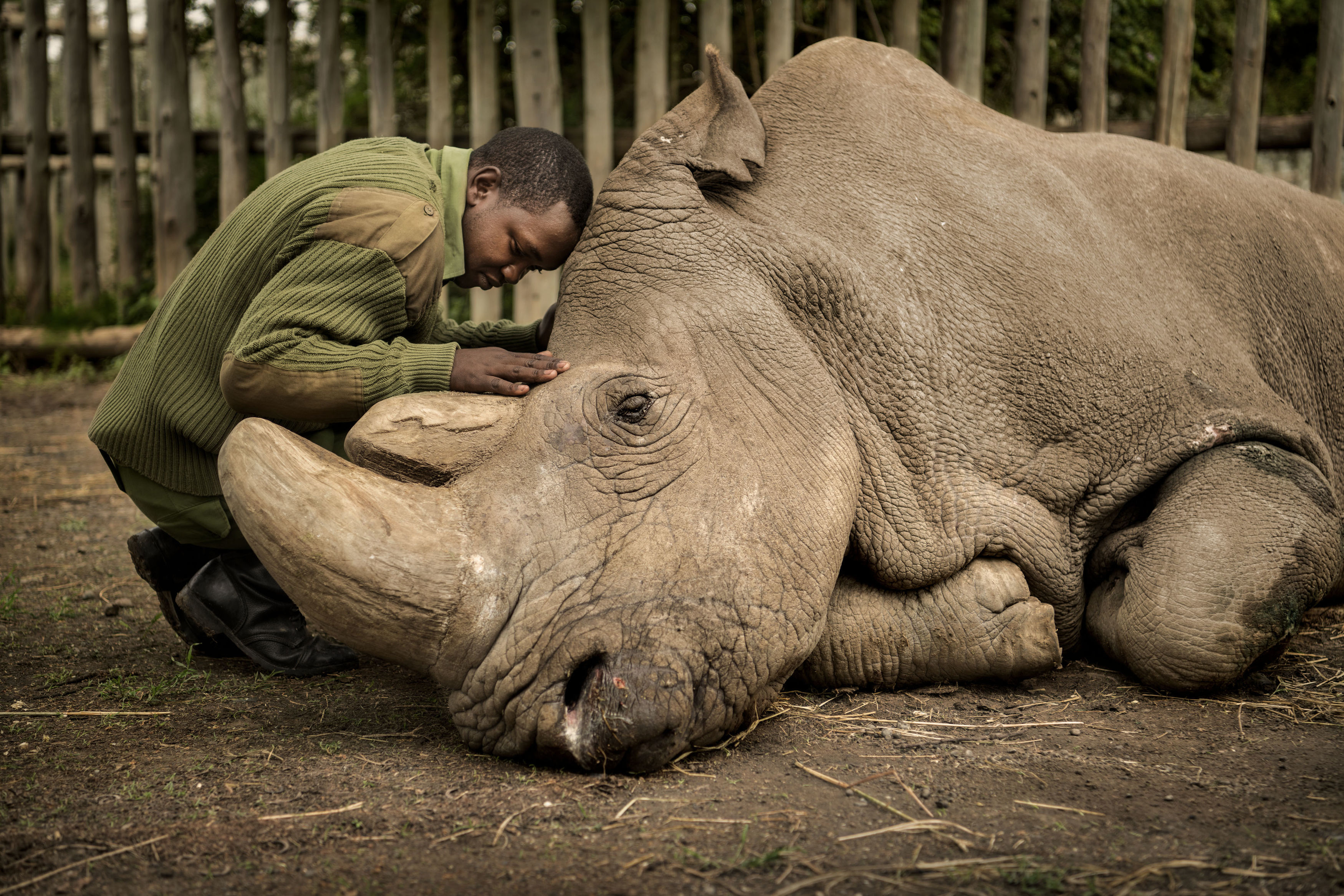 Joseph Wachira comforts Sudan, the last male northern white rhino, moments before he died at Ol Pejeta Wildlife Conservancy.