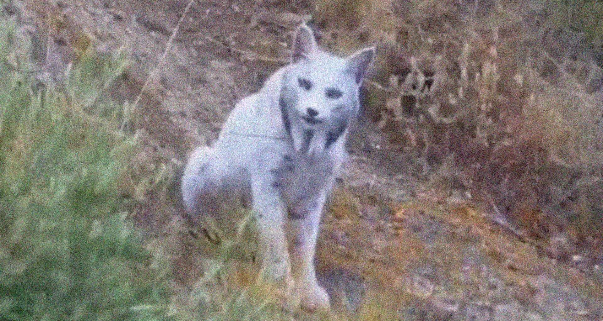 Watch: Elusive White Iberian Lynx, One Of The Rarest Cats In The World Captured; Internet Reacts With Pokemon Memes