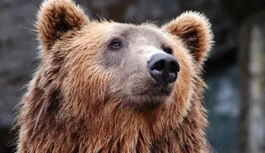 Bears in Japan have attacked tourists, entered stores and appeared near schools and parks, especially in northern regions.