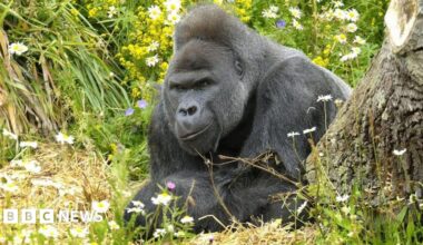 A large silver back gorilla sat next to a tree and surrounded by grass and flowers
