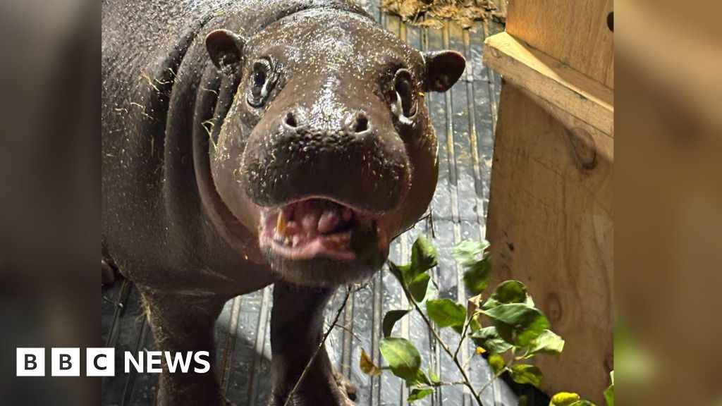 Wingham Wildlife Park celebrates arrival of pygmy hippo Haggis