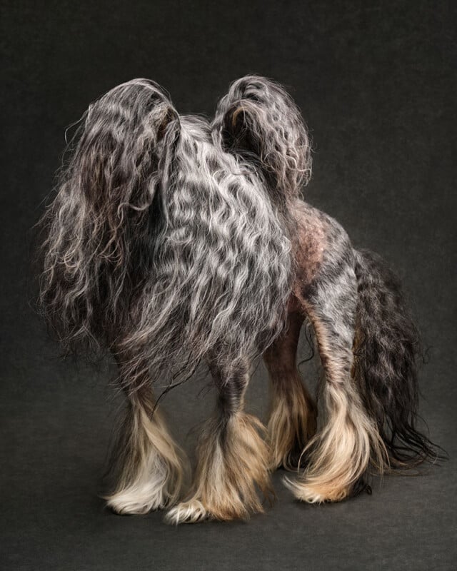 A long-haired dog with wavy, gray and black fur stands on a dark background, facing away. Its fur covers its head, legs, and tail, with cream-colored tufts on its paws.