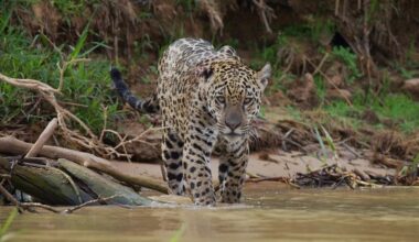 Bezos grant to fund AI innovations to monitor and protect wildlife